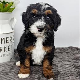 Pippin - Tri-color male Bernedoodle puppy in Granton, Wisconsin from Rose River Farms