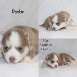 Pookie - Lavender male Pomsky puppy in Denham Springs, Louisiana from Bayouland Pomskies