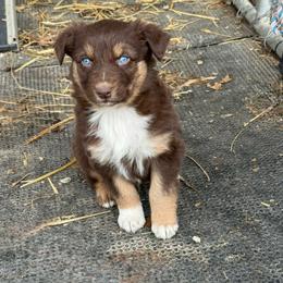 Red tri 4-NBT - Red tri-color male Australian Shepherd puppy in Archie, Missouri from Beachin' Aussies