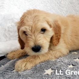 Goldendoodle Puppies from Shelby Doodles