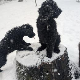 Australian Labradoodle Puppies from Pawlite Best Friends