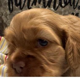 Girl 3 - Buff female Cocker Spaniel puppy in Phil Campbell, Alabama from Sandra Clark's Cocker Spaniels