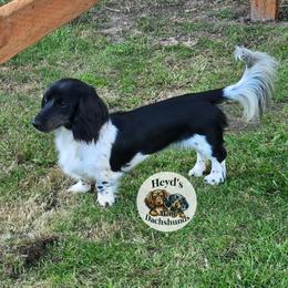 Lady - Dachshund