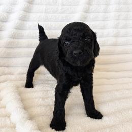 Java - Black female Poodle puppy in Calimesa, California from Teakwoodpoodleofsocal