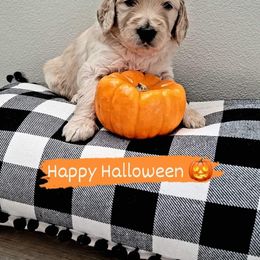 Goldendoodle Puppies from Kolle Goldendoodles