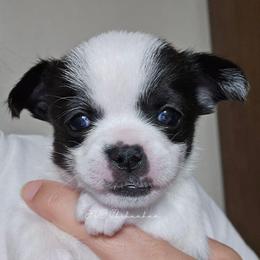 Belle - Black and white female Chihuahua puppy in El Paso, Texas from JVJ Chihuahua