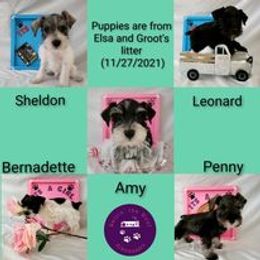 Miniature Schnauzer Puppies from Raisin' the Woof Schnauzers