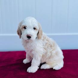 Foxglove (Fox) - Parti male Labradoodle puppy in Elizabeth City, North Carolina from Howdy Doodles