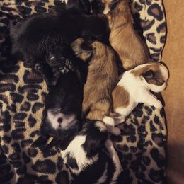Newfoundland and Shih Tzu Puppies from Grand Meadow Newfoundlands