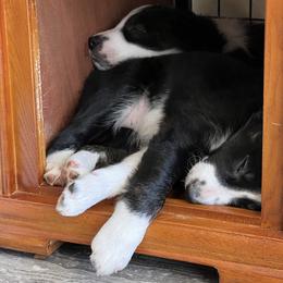 Border Collie Puppies from Roaring River Border Collies
