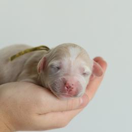 Yellow - Apricot female Australian Labradoodle puppy in Williamstown, New York from Lewis Manor Labradoodles