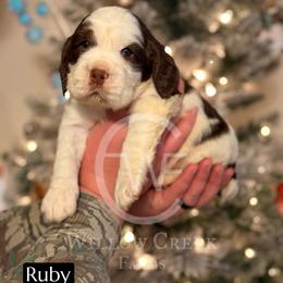 English Springer Spaniel Puppies from Willow Creek Farms