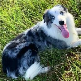 Border Collies and Rottweilers from Mottled Creek Farm