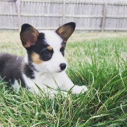 Pembroke Welsh Corgi Puppies from Main Street Corgis