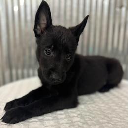 Dark Blue Collar - Black male Belgian Malinois puppy in Muskegon, Michigan from Red Acres Working Line K9s