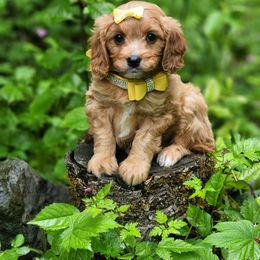 Cavapoo, Maltese, Maltipoo, and Poodle Puppies from Mt.BakerPoodles&Doodles