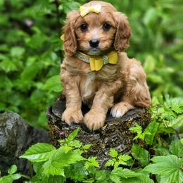 Cavapoo, Maltese, Maltipoo, and Poodle Puppies from Mt.BakerPoodles&Doodles
