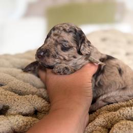 Timber - Chocolate merle male Bernedoodle puppy in Fort Collins, Colorado from Front Range Family Doodles