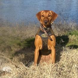 Stormy - Labrador Retriever