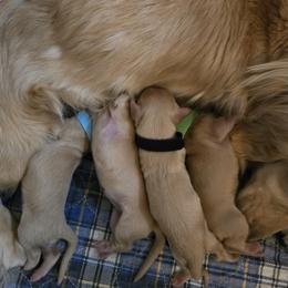 Dachshund puppies from Tiny Tails Ranch