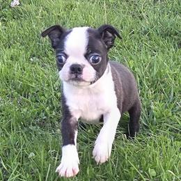 Boston Terrier puppies from Spruce Valley Miniature Dachshunds & Boston Terriers