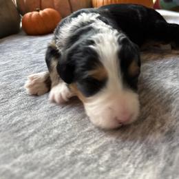 Winnie the Pooh (Pooh Bear) - Tri-color male Bernedoodle puppy in Northglenn, Colorado from Colorado Bernedoodle Babies