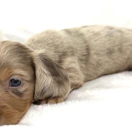 Martina - Dapple female Dachshund puppy in Mesquite, Texas from AB Dachshund