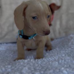 Boy 1 - Cream male Dachshund puppy in Bakersfield, California from KC Doxies