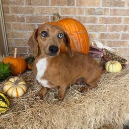Maggie - Dachshund