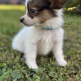 Boston Terrier and Papillon Puppies from Sassy Pap Farms