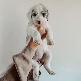 Sylvia - Blue merle and white female Sheepadoodle puppy in Wabash, Indiana from DOODCompany