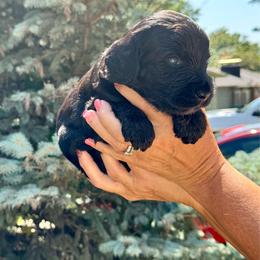 Gerald - male Double Doodle puppy in Blue Springs, Missouri from Jeanie’s Doodles