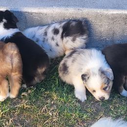 Australian Shepherds from Maverick Farms Australian Shepherds