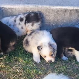 Australian Shepherds from Maverick Farms Australian Shepherds