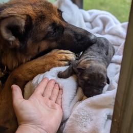 Lela Vom Naisshof - Black and red female German Shepherd puppy in Kingsley, Michigan from Legacy German Shepherds
