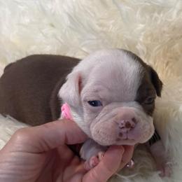 S. Red Female - Red female Boston Terrier puppy in Mc Donough, Georgia from Ballard Boston Terriers