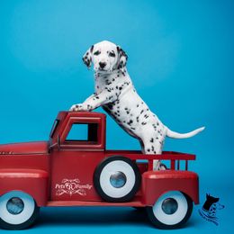 Dalmatian and Doberman Pinscher Puppies from Lorelei Legends