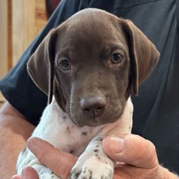 Stuart - Liver and white male German Shorthaired Pointer puppy in Morgantown, Indiana from Kevin Funkhouser Kennel