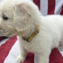 Boy 4 - Golden Retriever puppy in South Carolina from Carolina Point Retrievers