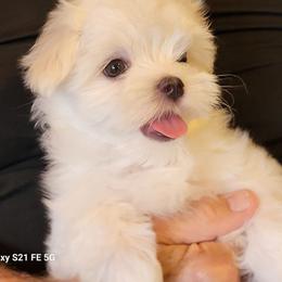 Gabe - White male Maltese puppy in La Cygne, Kansas from DreamMaker Maltese
