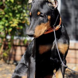 Orange Collar - Black and rust male Doberman Pinscher puppy in Houston, Texas from Tycho's Dobermans