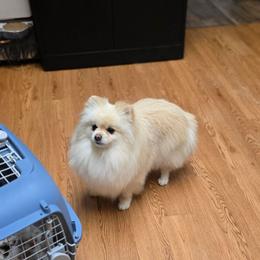 Izzy - Pomeranian