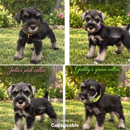 Miniature Schnauzer Puppies from Phoenix Ranch