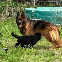 Neda - German Shepherd