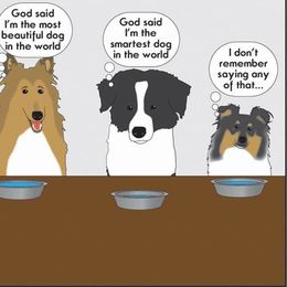 Shetland Sheepdog Puppies from September Morning Shelties