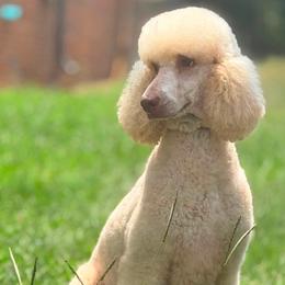 Kimber - Poodle