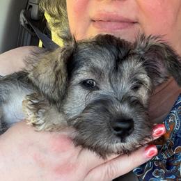 Daisy (natural tail) - Salt and pepper female Miniature Schnauzer puppy in Hull, Georgia from Ardent Miniature Schnauzers of Athens