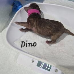 Dino - Red  male Poodle puppy in Goodyear, Arizona from Moving and Grooving Pups