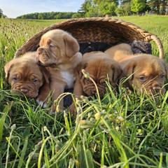 Dogue de Bordeaux and Whippet Puppies from Big and Little Wiggly Butts LLC