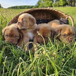 Dogue de Bordeaux and Whippet Puppies from Big and Little Wiggly Butts LLC